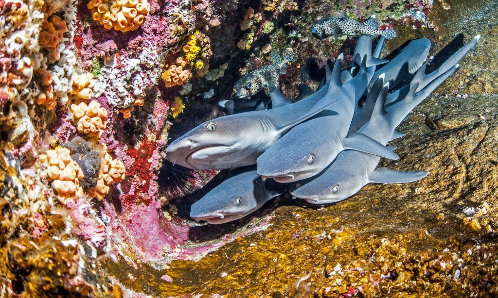 white reef sharks to be found in komodo 1024x614 1