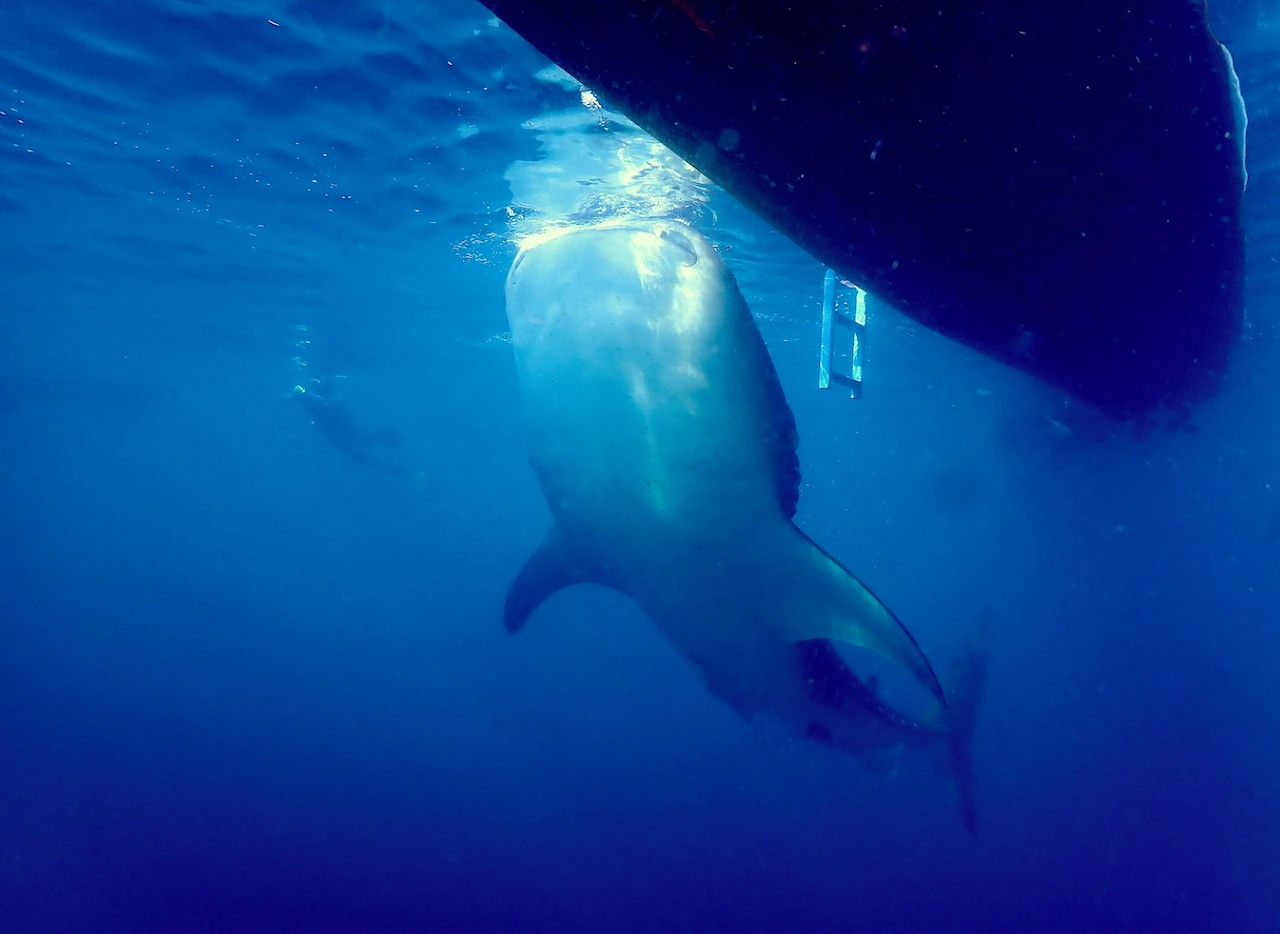 Triton bay liveaboard