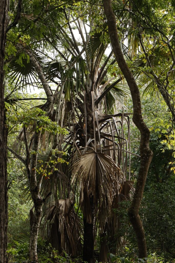 Ikan Kayu - Yacht Charter Indonesia - Luxury Boat Rental