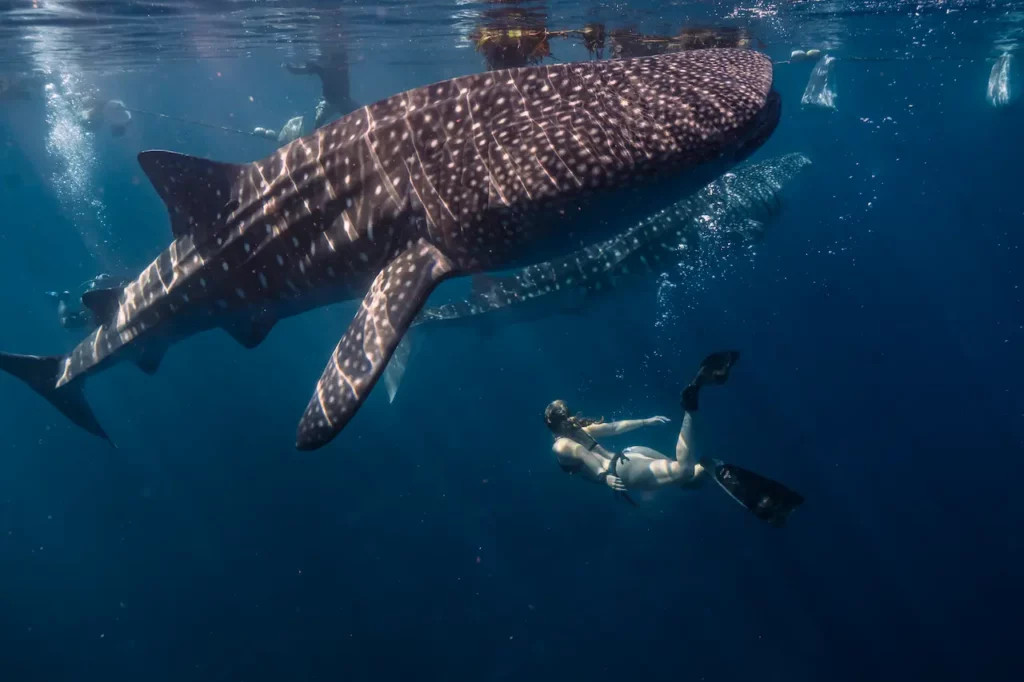 5 Best Spots to Swim and Dive with Amazing Whale Sharks in Indonesia