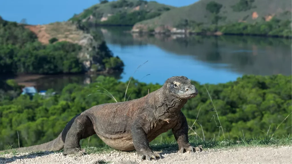 From Bali to Komodo Island: 4 Best Ways to Get There