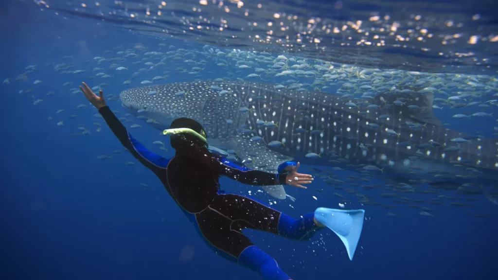 Swimming With Whale Sharks in Sumbawa: A Beginner’s Guide
