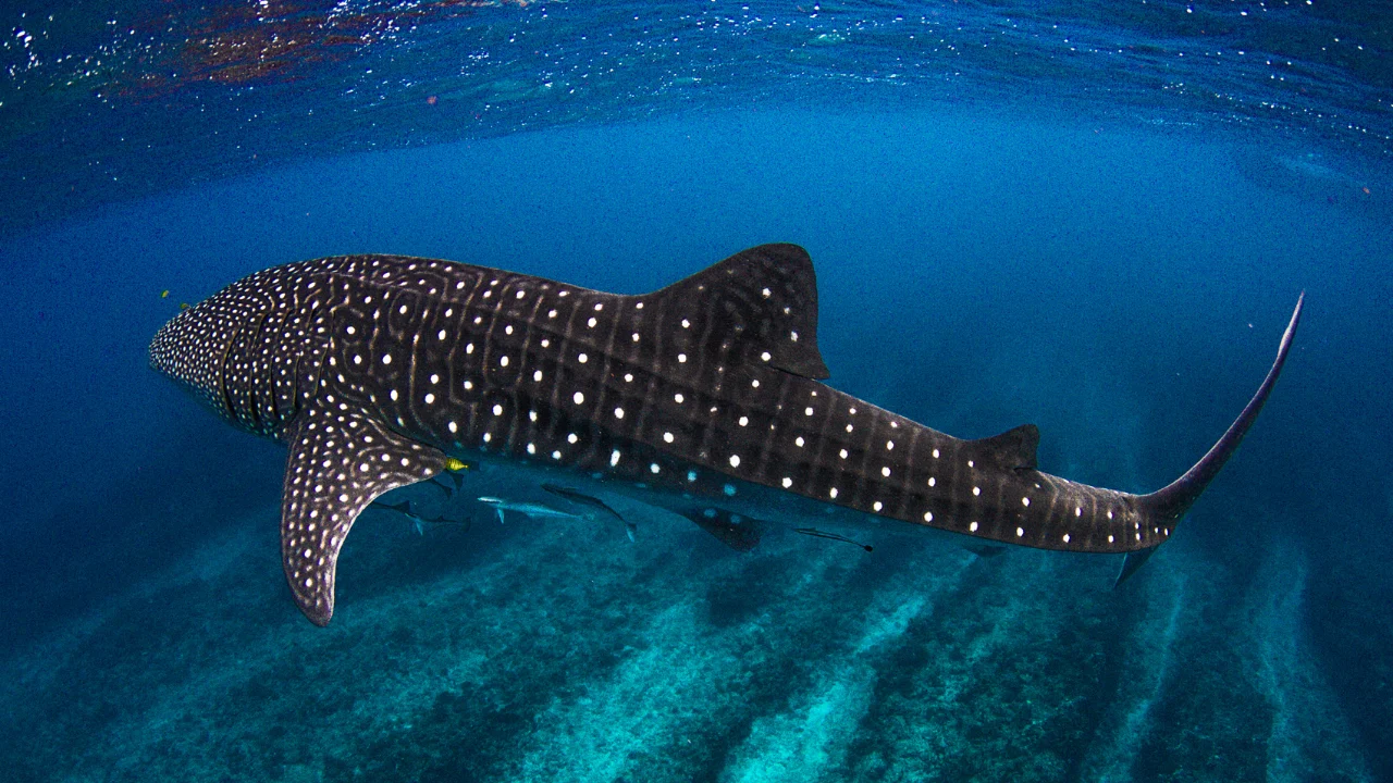 What You Need to Know About Swimming With Whale Sharks in Sumbawa