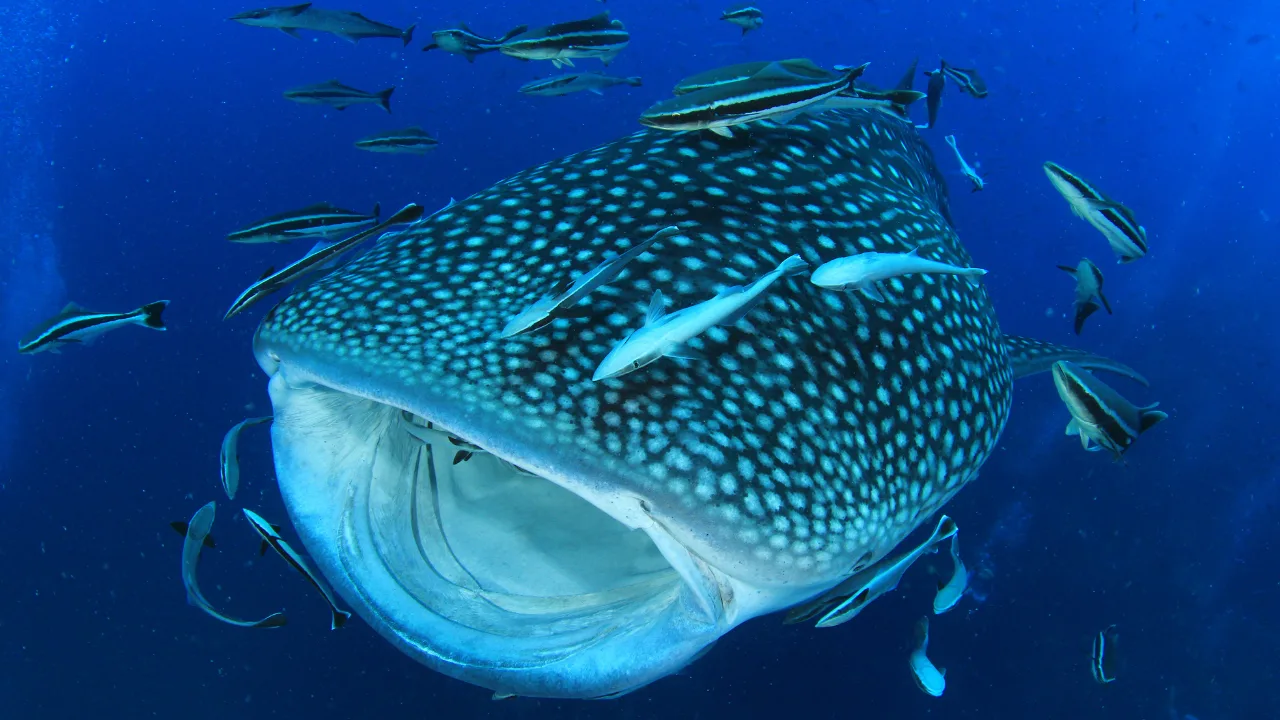 When is the Best Time to Swim with Whale Sharks in Sumbawa